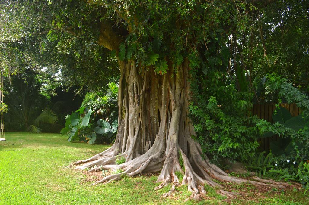 Banyan Tree B&B Retreat Makawao Экстерьер фото